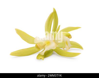Gelbe Vanilleorchideenblüten isoliert auf weiß Stockfoto