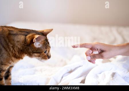 Eine Frau, die mit ihrer Katze auf dem Bett spielt. Stockfoto