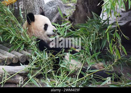 Madrid, Spanien. Februar 2024. Ein riesiger Panda wird in einem Zoo in Madrid, Spanien, am 22. Februar 2024, abgebildet. Ein Zoo in der spanischen Hauptstadt Madrid veranstaltete am Donnerstag eine Abschiedsparty, um sich von seiner geliebten fünfköpfigen Pandabamilie zu verabschieden, die bald nach China zurückkehren wird. Das Pandapaar Bing Xing und Hua Zui Ba, begleitet von ihren drei in Madrid geborenen Jungen Chulina, You You und Jiu Jiu, fliegen am 29. Februar zurück nach Chengdu in der südwestlichen Provinz Sichuan, wie Quellen des Madrid Zoo Aquarium sagten. Gustavo Valiente/Xinhua/Alamy Live News Stockfoto