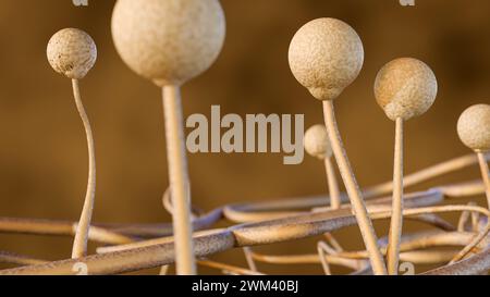 3D-Rendering Mucor, auch bekannt als schwarzer Pilz, ist eine lebensbedrohliche Pilzinfektion, die eine Lungenentzündung in der Lunge verursachen kann. Stockfoto