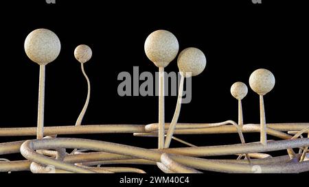 3D-Rendering Mucor, auch bekannt als schwarzer Pilz, ist eine lebensbedrohliche Pilzinfektion, die eine Lungenentzündung in der Lunge verursachen kann. Stockfoto