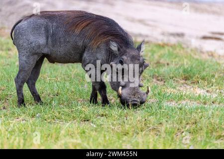 Gewöhnliches Warzenschwein posiert für ein Foto, Chobe National Park, Botswana Stockfoto