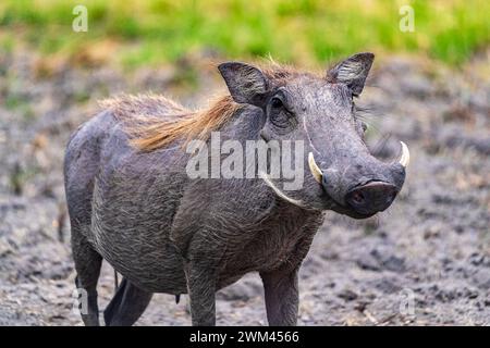 Gewöhnliches Warzenschwein posiert für ein Foto, Chobe National Park, Botswana Stockfoto