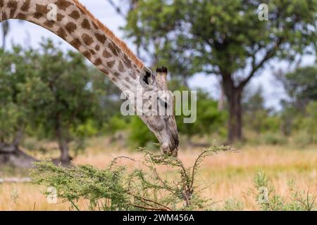 Giraffe beugt sich nach unten, um Blätter von einem Akazienstrauch zu essen. Cobe-Nationalpark, Botswana Stockfoto