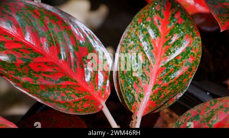 Nahaufnahme von leuchtend roten und grünen Blättern exotischer Pflanzen. Botani Stockfoto