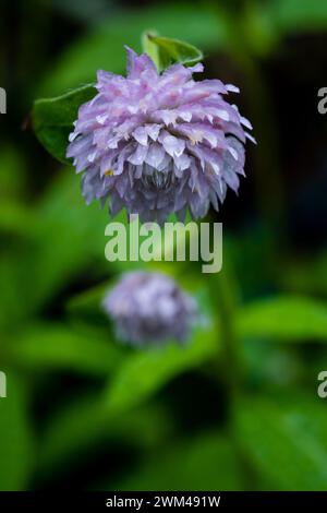 Lila Blume von Globus Amaranth im Garten Stockfoto
