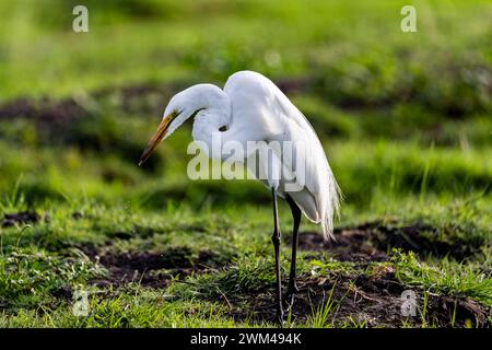 Great Egret, Ardea alba, Chobe Nationalpark, Botswana Stockfoto