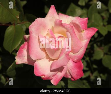 Die Nahaufnahme eines einzelnen rosa-weißen Gartens stieg draußen an einem sonnigen Tag in Montana auf Stockfoto