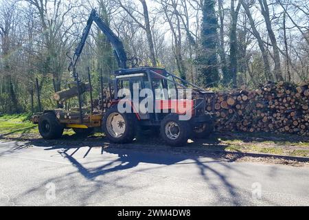 Der Traktor lädt einen hölzernen Anhänger-Hebekran, der geschnittene Holzstämme lädt Stockfoto