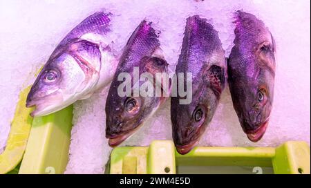 Forellenfische Stöcker auf Eis in einem Markt zum Verkauf Stockfoto