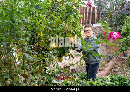 Seniorin pflückt Pomelos in einem üppigen Garten, mit Fokus auf ihre sanfte Interaktion mit der Natur. Stockfoto