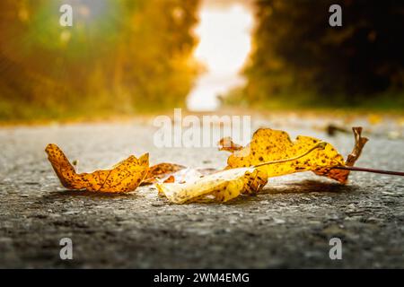 Goldene Herbstblätter auf dem Boden, mit Sonne im Hintergrund Stockfoto