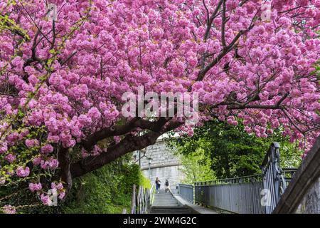 Ein riesiger, alter rosafarbener Kirschbaum in voller Blüte über die Steintreppe zum Schaffhauser Wahrzeichen Munot in der Schweiz Stockfoto