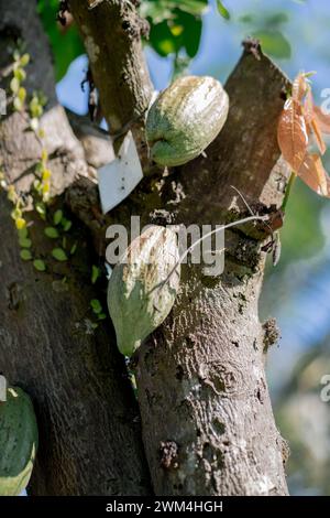 Zwei Kakaosamen hängen von einem Baumzweig, der in einem niedrigen Winkel mit blauem Himmel und grünen Blättern als Hintergrund geschossen wurde Stockfoto
