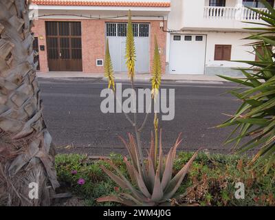 La Listada (Arico, Teneriffa, Kanarische Inseln, Spanien) Stockfoto