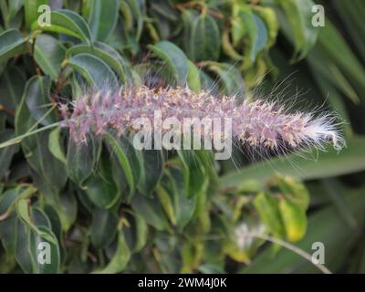 La Listada (Arico, Teneriffa, Kanarische Inseln, Spanien) Stockfoto