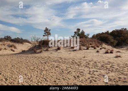 Ein malerischer Blick auf die Sanddünen im Jockey's Ridge State Park in den Outer Banks in North Carolina. Stockfoto