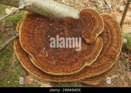 Natürliche Nahaufnahme auf der Willow Loving dünnwandigen Labyrinth Polypore oder dem Erröten Pilz, Daedaleopsis confragosa Stockfoto