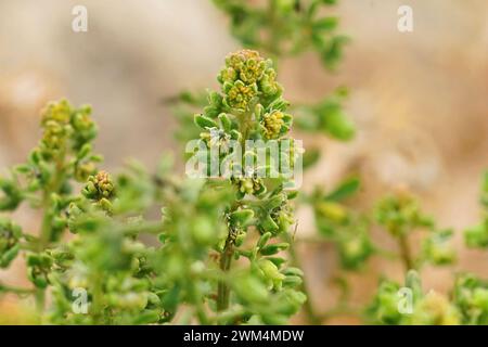 Natürliche Nahaufnahme einer blühenden rampion- oder Maismignonette-Wildblume, Reseda phyteuma Stockfoto