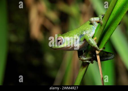 Frösche von Munnar - Frösche von Kerala Stockfoto