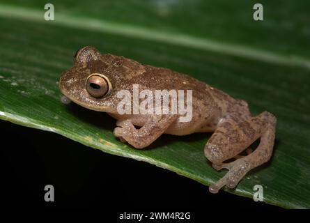 Raorchestes Ponmudi Ist Kritisch Gefährdet Stockfoto