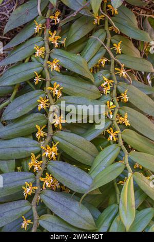 Nahaufnahme von gelb-orange-weißen Blüten und Laub der tropischen Orchideenart Trichoglottis cirrhifera, die draußen blüht Stockfoto