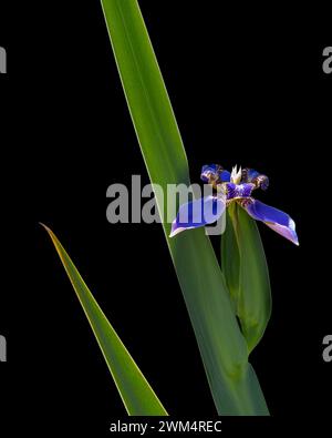 Vertikale Ansicht der lila blauen Blume von neomarica caerulea aka Walking Iris oder Apostel Iris mit Blatt, isoliert im Sonnenlicht auf schwarzem Hintergrund Stockfoto