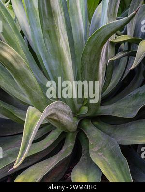 Nahaufnahme der saftigen Agave demeesteriana im Freien im tropischen Garten Stockfoto