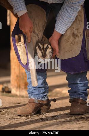 Nahaufnahme eines Schmieds oder Farers, der an Pferden arbeitet, mit Raspeln oder Feilen außerhalb des Hufs, der Pferdefuß mit westlichen Cowboystiefeln beschneidet Stockfoto