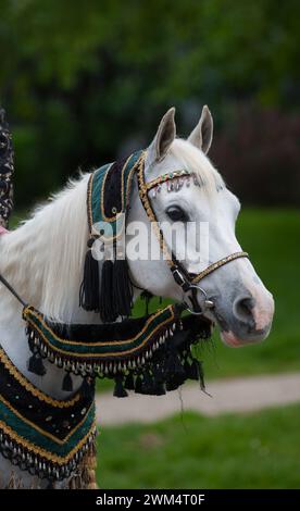 Vertikales arabisches Pferdeporträt in traditioneller Tracht bei der Kostümklasse in einem lokalen, hellgrauen Pferdesättelzügel, Fransen und Perlen am Pferdegestänge Stockfoto