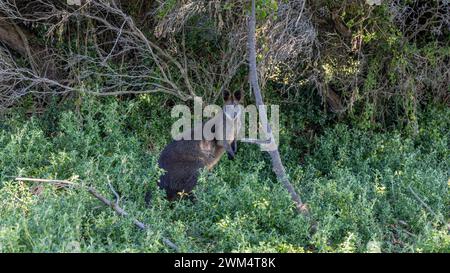 Black Swamp Wallabiy auf Griffiths Island in Port Fairy Victoria Australia am 2. Oktober 2023 Stockfoto