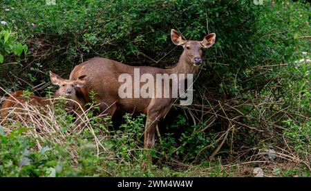 Asiatische Sambarhirsche (Rusa Unicolor), die im Wald spazieren Stockfoto