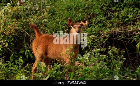 Asiatische Sambarhirsche (Rusa Unicolor), die im Wald spazieren Stockfoto