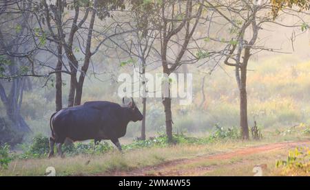 Gaur, wilder Stier in der Natur / wilder gaur auf Gras Stockfoto