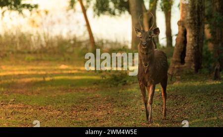 Asiatische Sambarhirsche (Rusa Unicolor), die im Wald spazieren Stockfoto