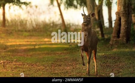 Asiatische Sambarhirsche (Rusa Unicolor), die im Wald spazieren Stockfoto