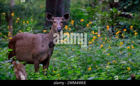 Asiatische Sambarhirsche (Rusa Unicolor), die im Wald spazieren Stockfoto