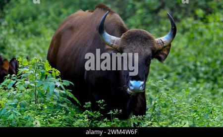 Gaur, wilder Stier in der Natur / wilder gaur auf Gras Stockfoto