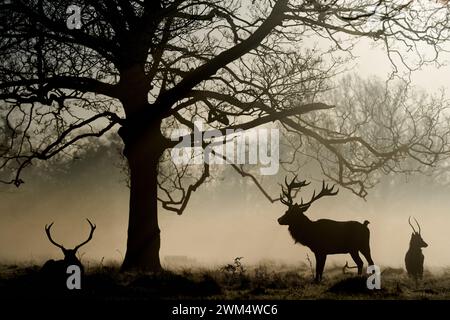 Hirsch im Bushy Park in London. Bilddatum: Samstag, 24. Februar 2024. Stockfoto
