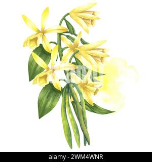 Vanilleblüten mit Aquarellflecken. Handgezeichnete Aquarell-Vanille-Illustration auf weißem isoliertem Hintergrund. Stockfoto