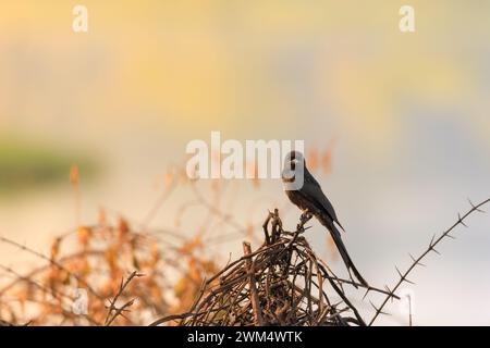 Black Drongo, Dicrurus macrocercus, Kerala, Indien, Asien Stockfoto