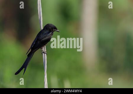 Black Drongo, Dicrurus macrocercus, Kerala, Indien, Asien Stockfoto