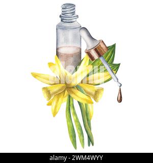 Vanilleblüte mit Flaschen und Vanilleöl. Handgezeichnete Aquarellillustration auf weißem isoliertem Hintergrund. Stockfoto