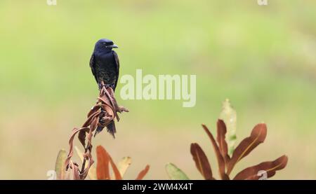 Black Drongo, Dicrurus macrocercus, Kerala, Indien, Asien Stockfoto