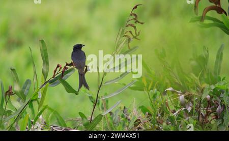 Black Drongo, Dicrurus macrocercus, Kerala, Indien, Asien Stockfoto