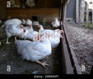 Masthühner sitzen auf dem Bauernhof und schauen durch das Metallgitter Stockfoto