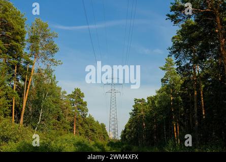 Hochspannungsleitung mitten im Wald Stockfoto