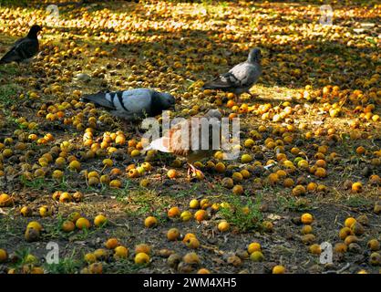 Tauben laufen auf dem Boden zwischen gefallenen und verfaulten gelben Äpfeln und grünem Gras Stockfoto