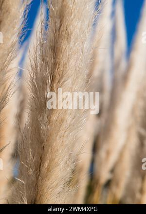 Ampelodesmos mauritanicus Winter Gras und Samenköpfe Stockfoto