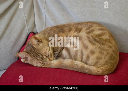 Eine Ingwerkatze, die auf einem roten Kissen auf einem Sofa schläft. Stockfoto